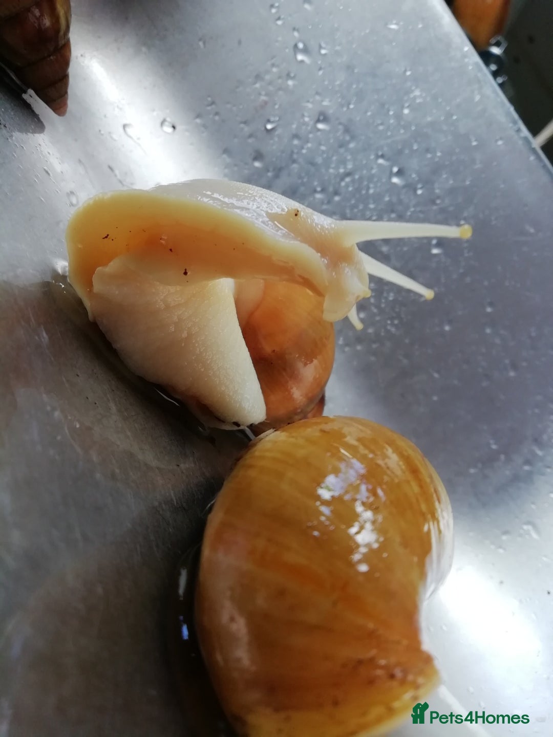 Slugs invertebrates for sale: Albino Achatina Fulica - Image 3