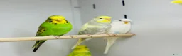 Budgerigars birds for sale: Baby budgies  - Advert 8