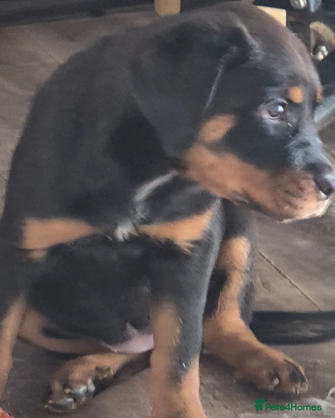 Rottweiler dogs for sale: One lovely rotty pup boy and a girl are reserved  - Advert 2