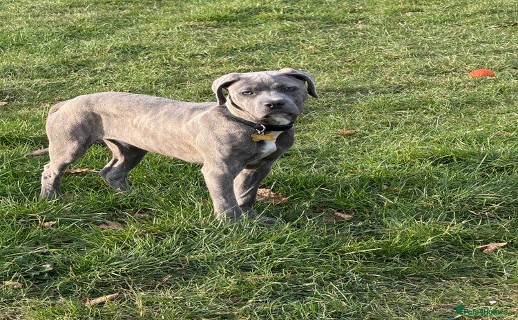 Cane Corso dogs for sale - Advert 1