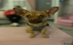Mixed Breed dogs for sale: Chihuahua cross French bulldog  - Image 1