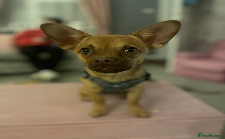 Mixed Breed dogs - Advert 10