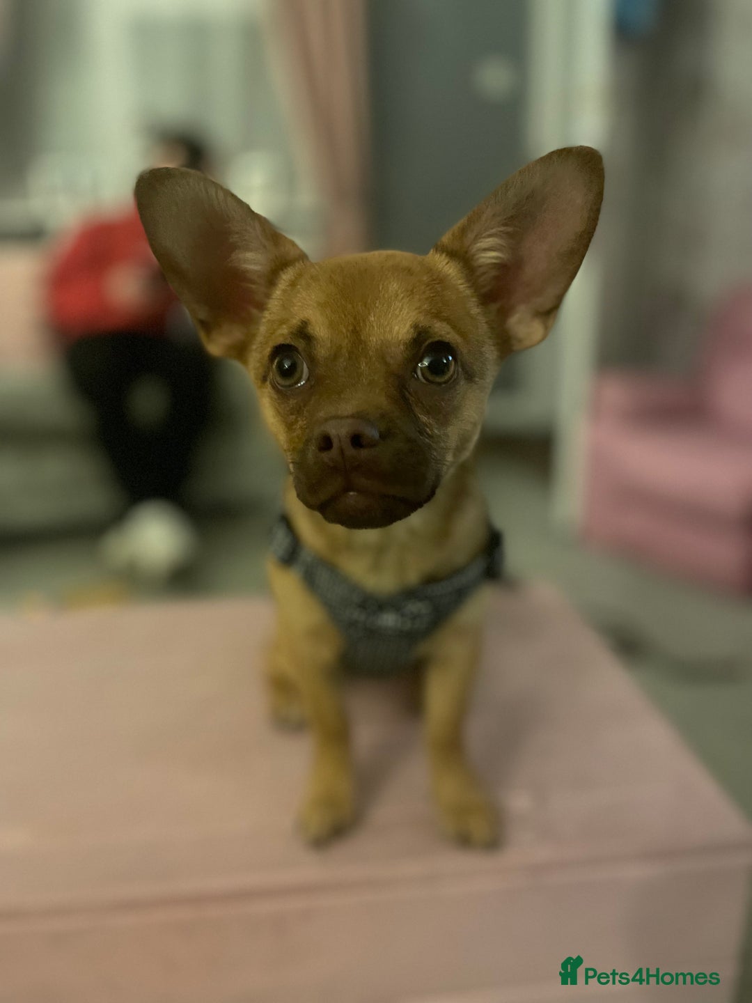 Mixed Breed dogs for sale: Chihuahua cross French bulldog  - Image 1