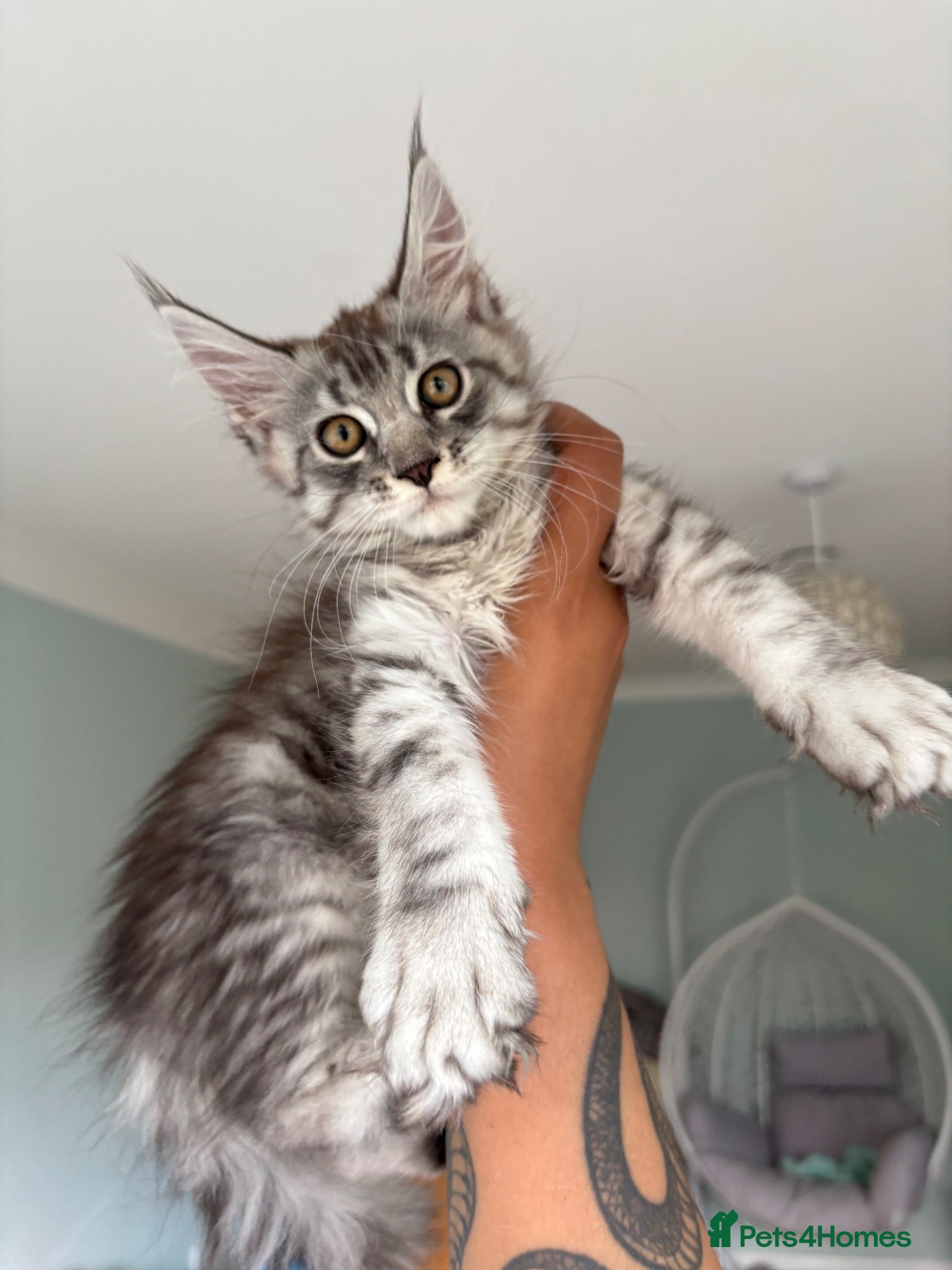 Maine Coon cats 3 Gorgeous TICA Registered Mainecoon kittens  - Advert 12