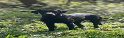 Labrador Retriever dogs for sale: Outstanding fully health tested fox red and black  - Advert 2