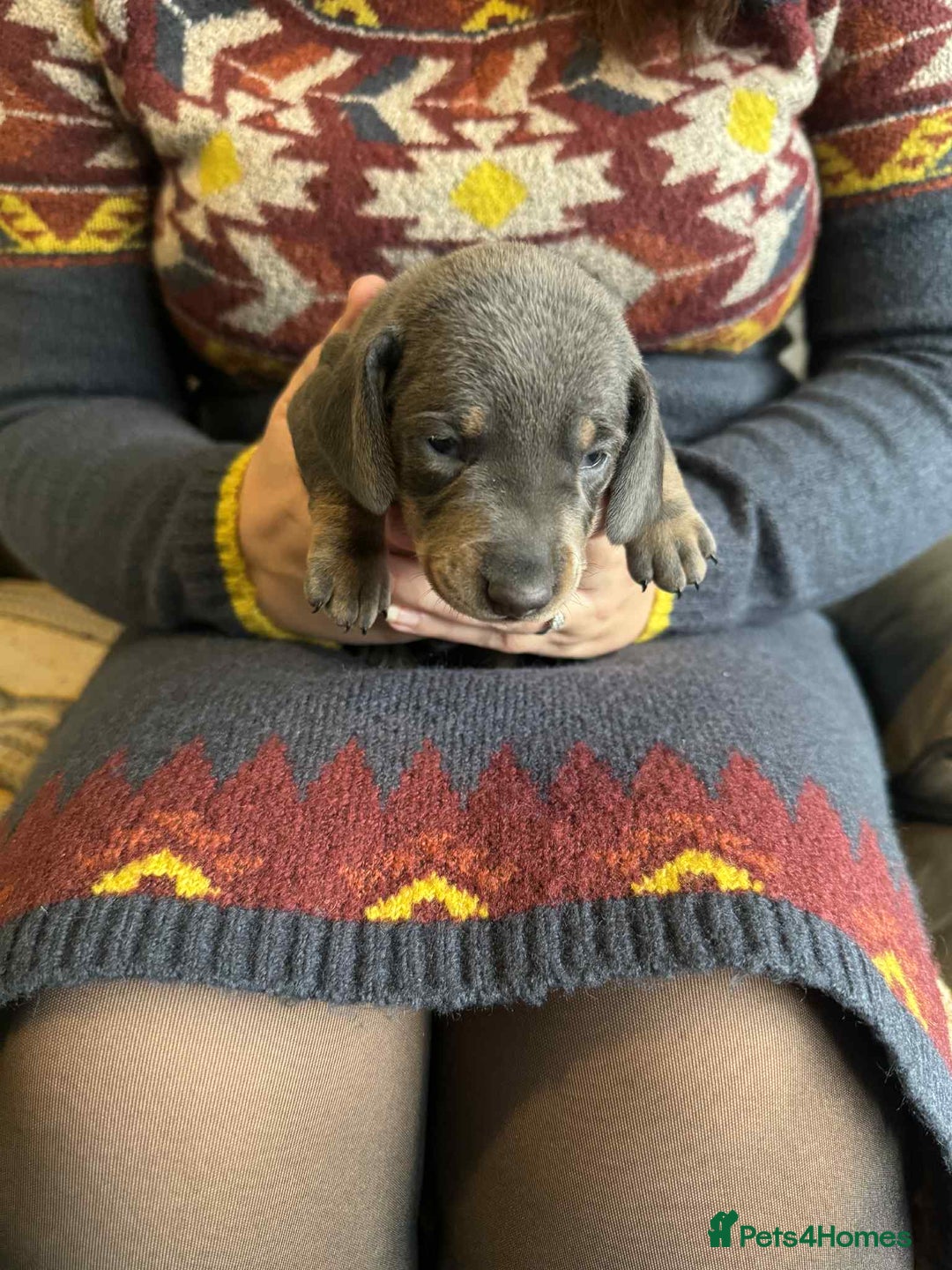 Miniature Dachshund dogs for sale: Miniature Dachshund Puppies ready to go 3/12/25 - Advert 15