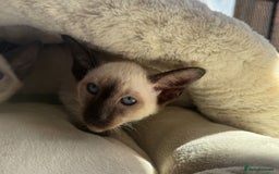 Siamese cats for sale: Siamese kittens - girls  - Image 7