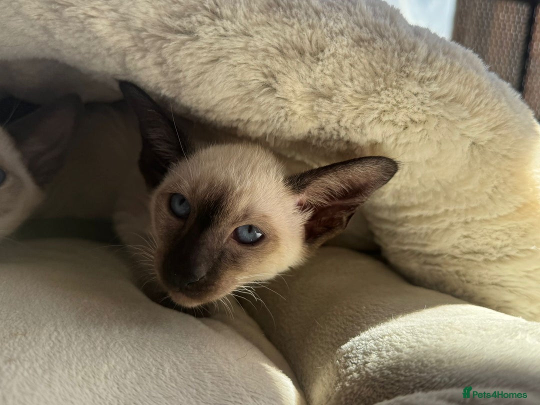 Siamese cats for sale: Siamese kittens - girls  - Image 7