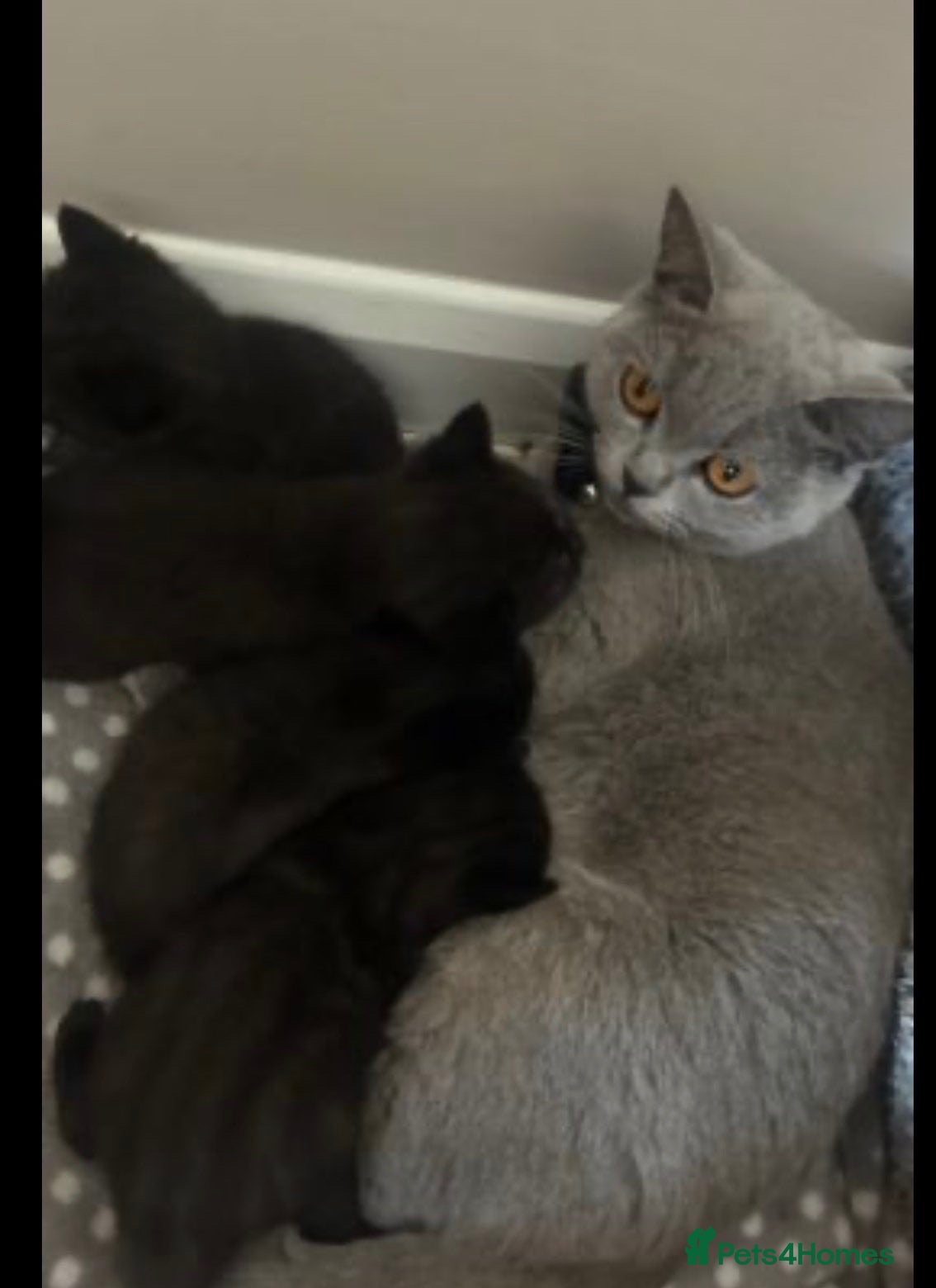 British Shorthair cats stunning BSH x - Advert 3