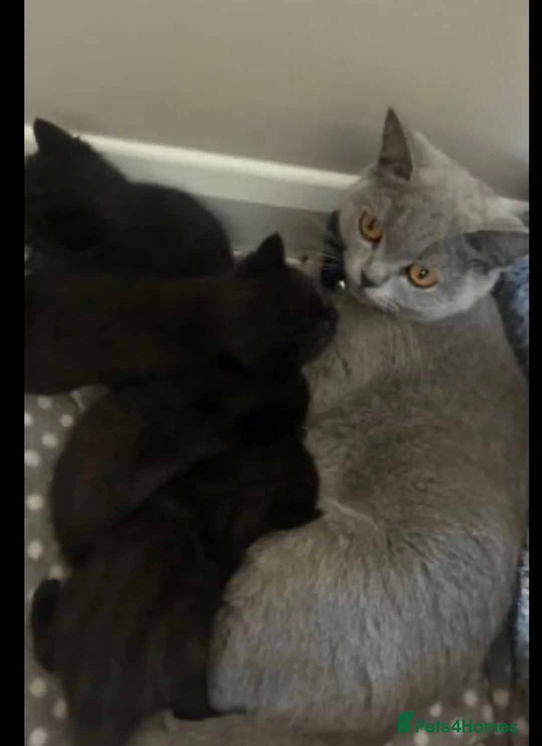 British Shorthair cats for sale: stunning BSH x in London - Advert 1