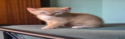 Sphynx cats for sale: Sphynx / Devon Rex Mix Kittens Ready Homes - Advert 2