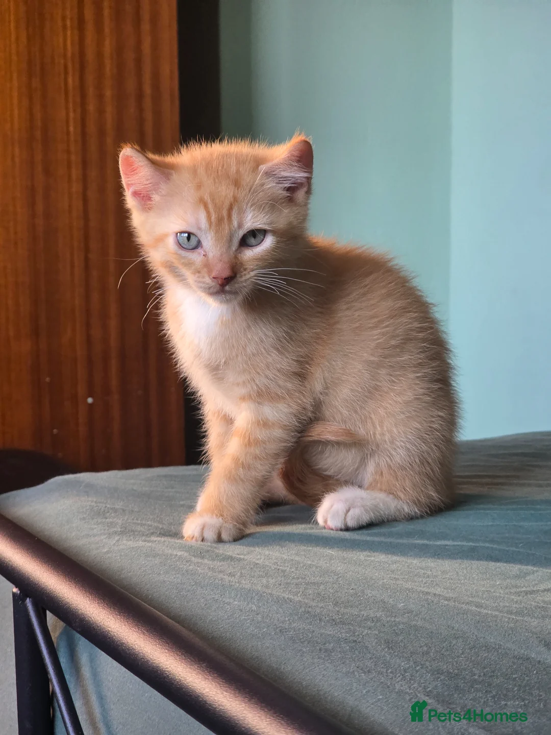 Sphynx cats for sale: Sphynx / Devon Rex Mix Kittens Ready Homes - Advert 2