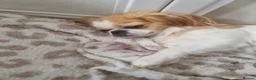 Mixed Breed dogs for sale: 6 gorgeous Pekingese x Tibetan Spaniel puppies in Wirral - Advert 18