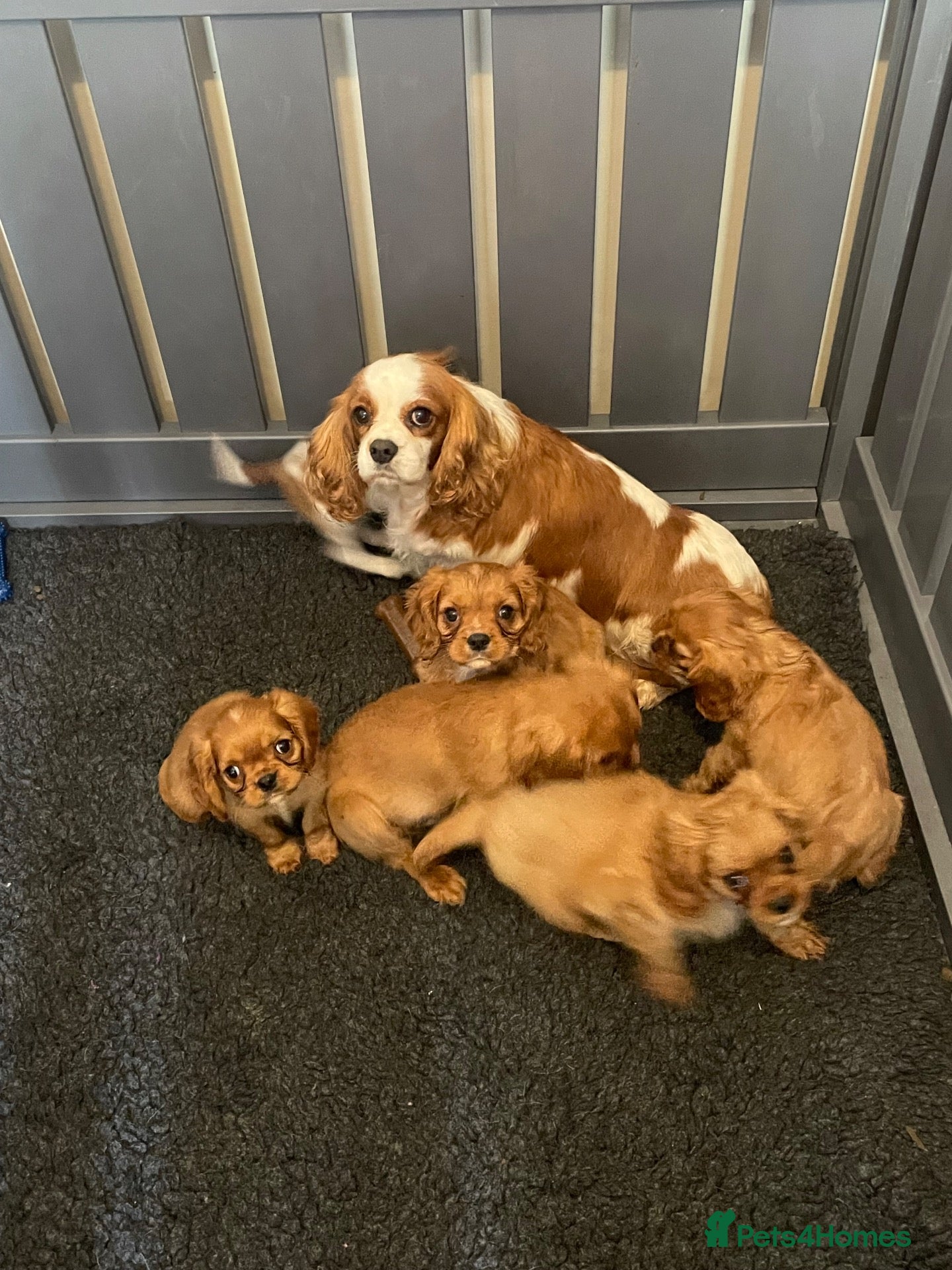 Cavalier King Charles Spaniel dogs Red full breed cavalier boys  - Advert 2