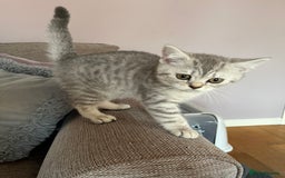 British Shorthair cats for sale: British Shorthair Kittens  - Image 8