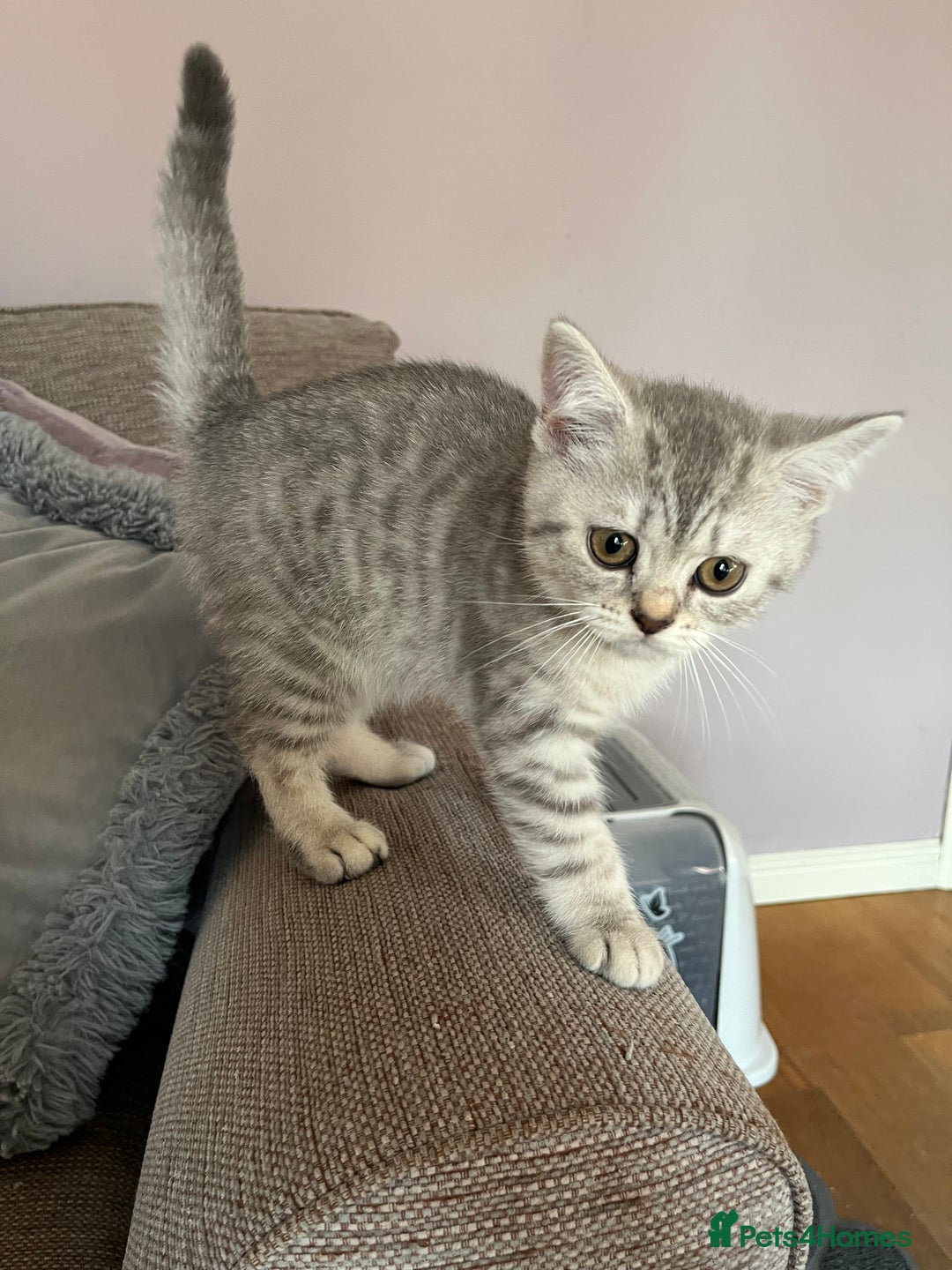 British Shorthair cats for sale: British Shorthair Kittens  - Image 8