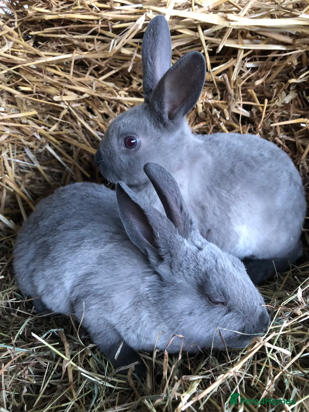 Rex rabbits for sale: Beautiful purebred velvet mini Rex rabbits 🐰🌿 - Advert 5