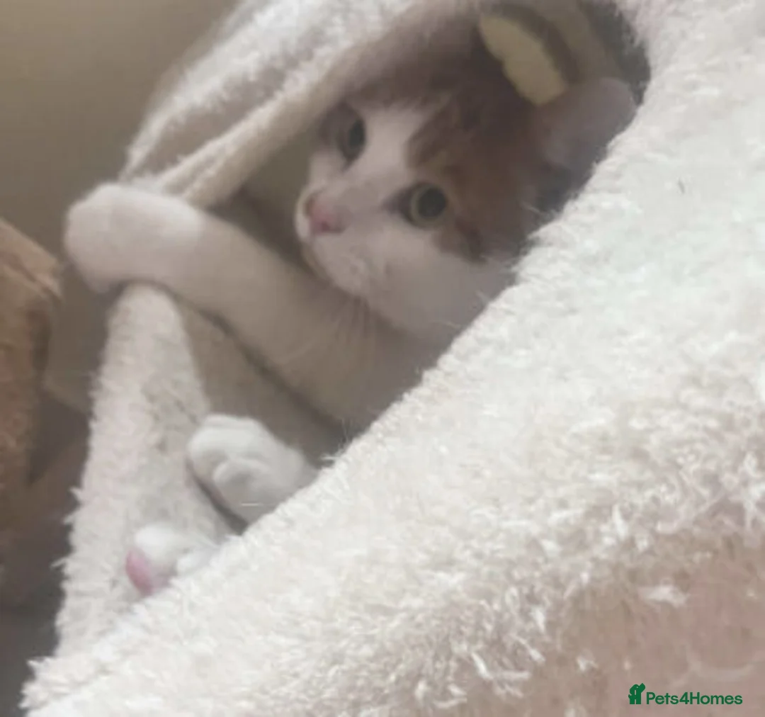 Mixed Breed cats for adoption: SIMBA - Advert 2