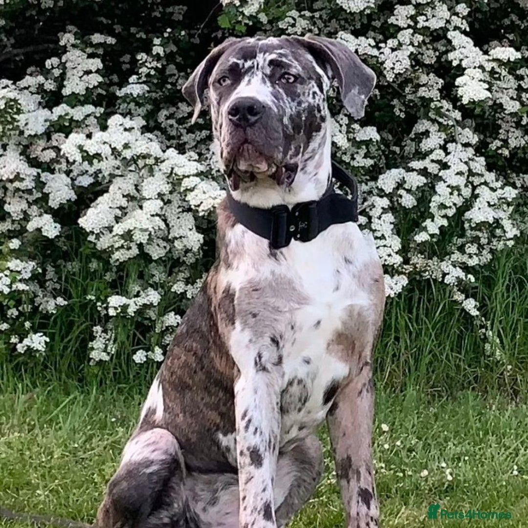 Mixed Breed dogs for adoption: Blue (Cane Corso mix) - Image 1