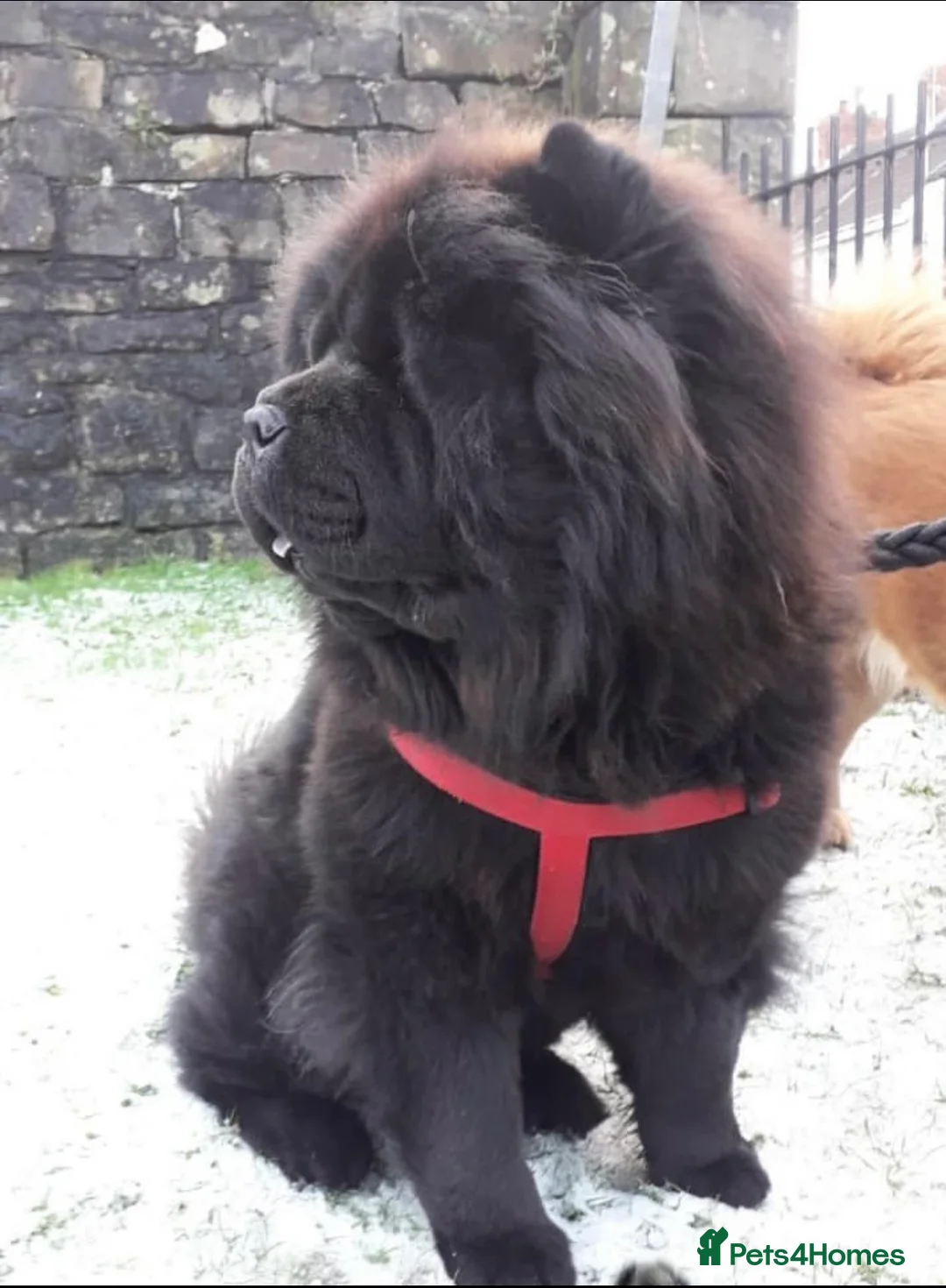 Chow Chow dogs for sale: Bella  - Advert 1