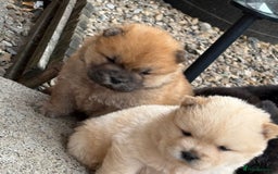 Chow Chow dogs for sale: KC REG CHOW CHOW PUPPIES - Image 11