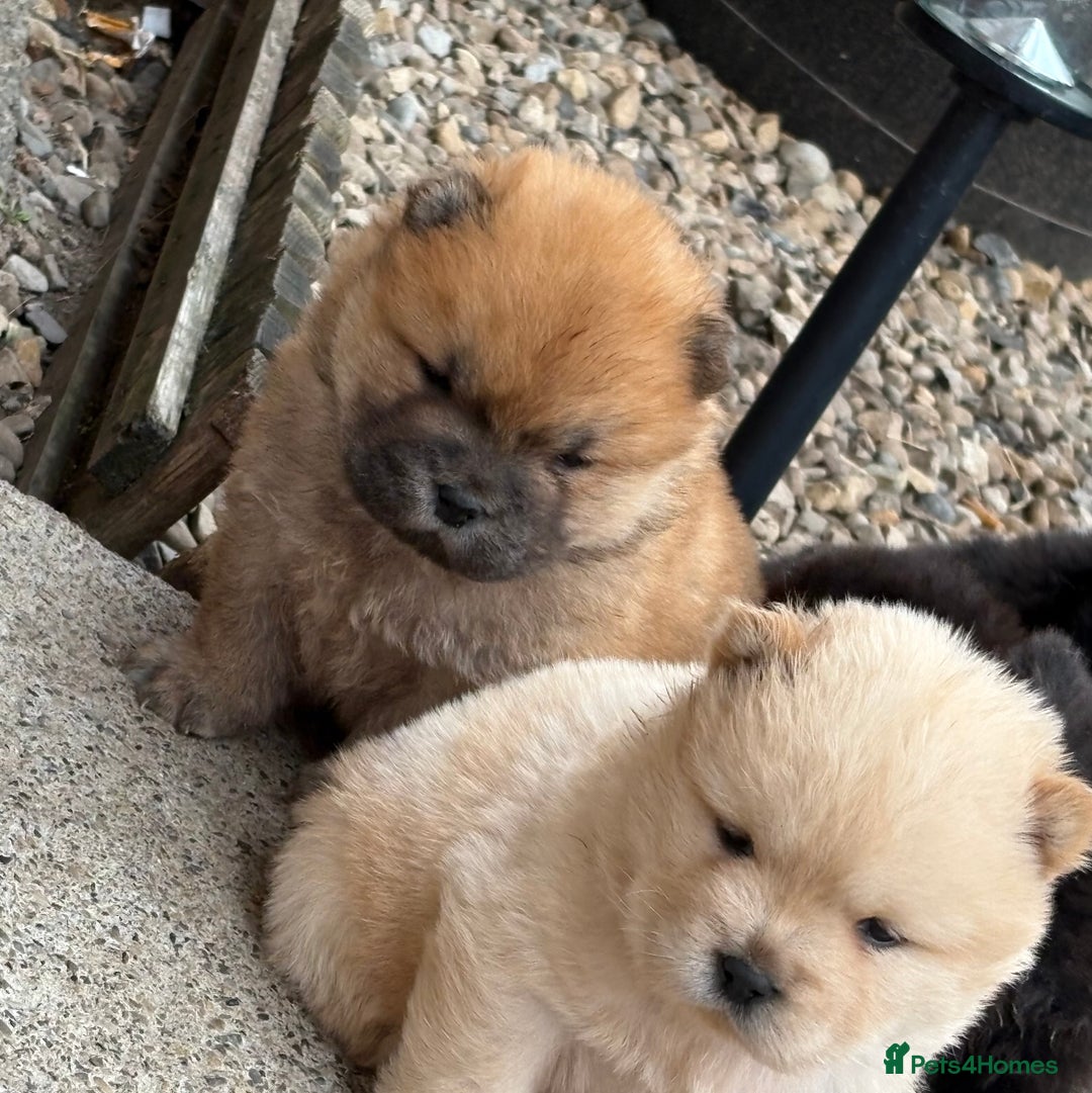 Chow Chow dogs for sale: KC REG CHOW CHOW PUPPIES - Image 11