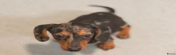 Miniature Dachshund dogs for sale: Four beautiful miniature dachshund puppies  - Advert 7