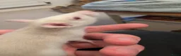 Rat rodents for sale: 12 super tame baby rats with various colours - Advert 10