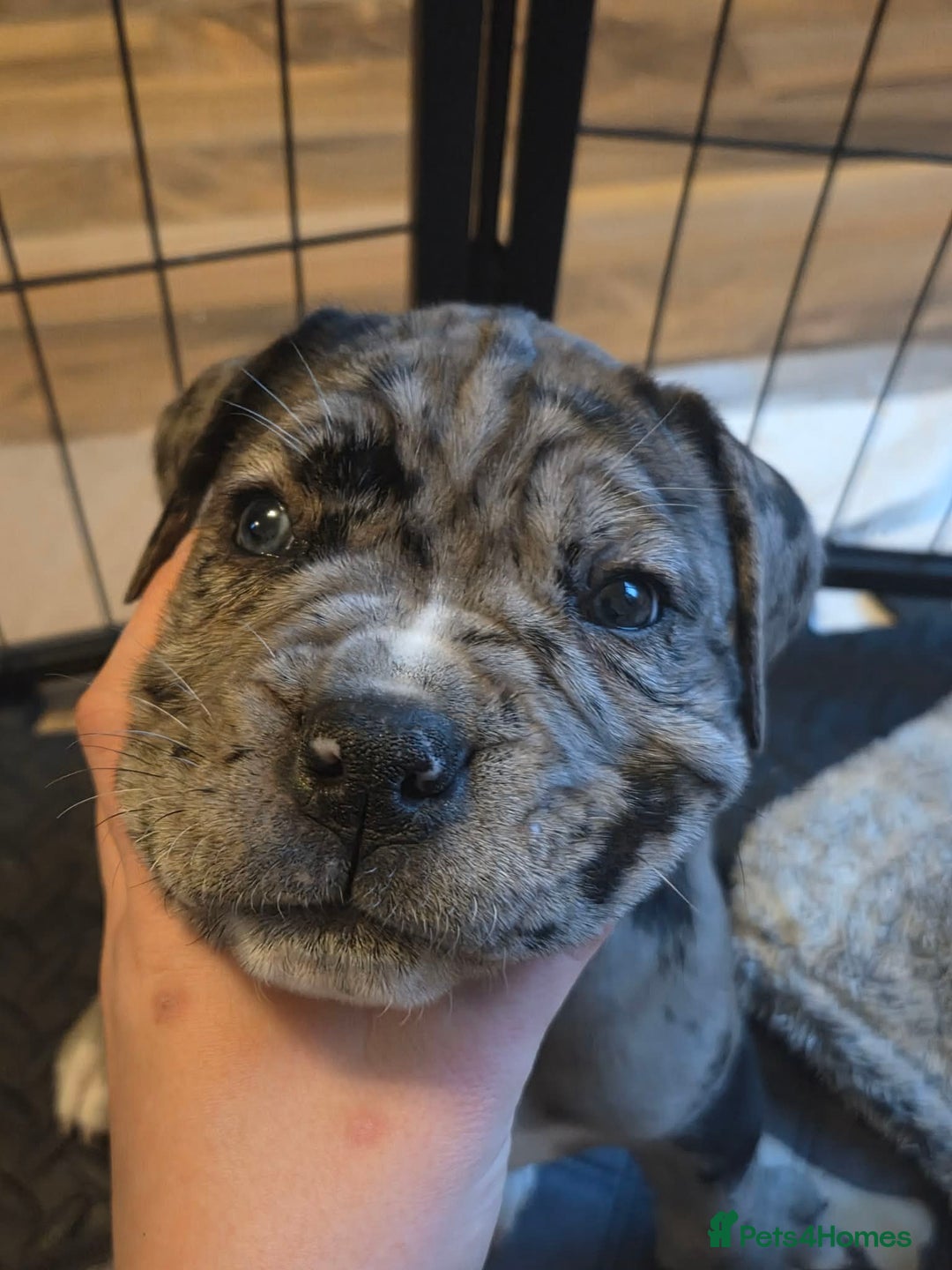 Cane Corso dogs for sale: Merle and brindle cane corso - Advert 13