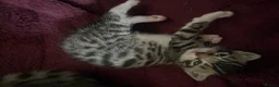 Mixed Breed cats for sale: Bengal and Russian Blue mixed kittens - Advert 5