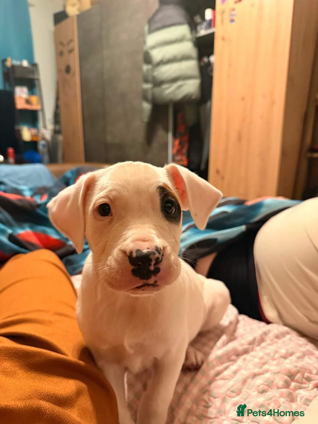 American Bully dogs for sale: 1 little puppy is  looking for a new family  in Banbury - Advert 2