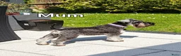 Miniature Schnauzer dogs for sale: KC reg Miniature Schnauzer puppies in Newry - Advert 9