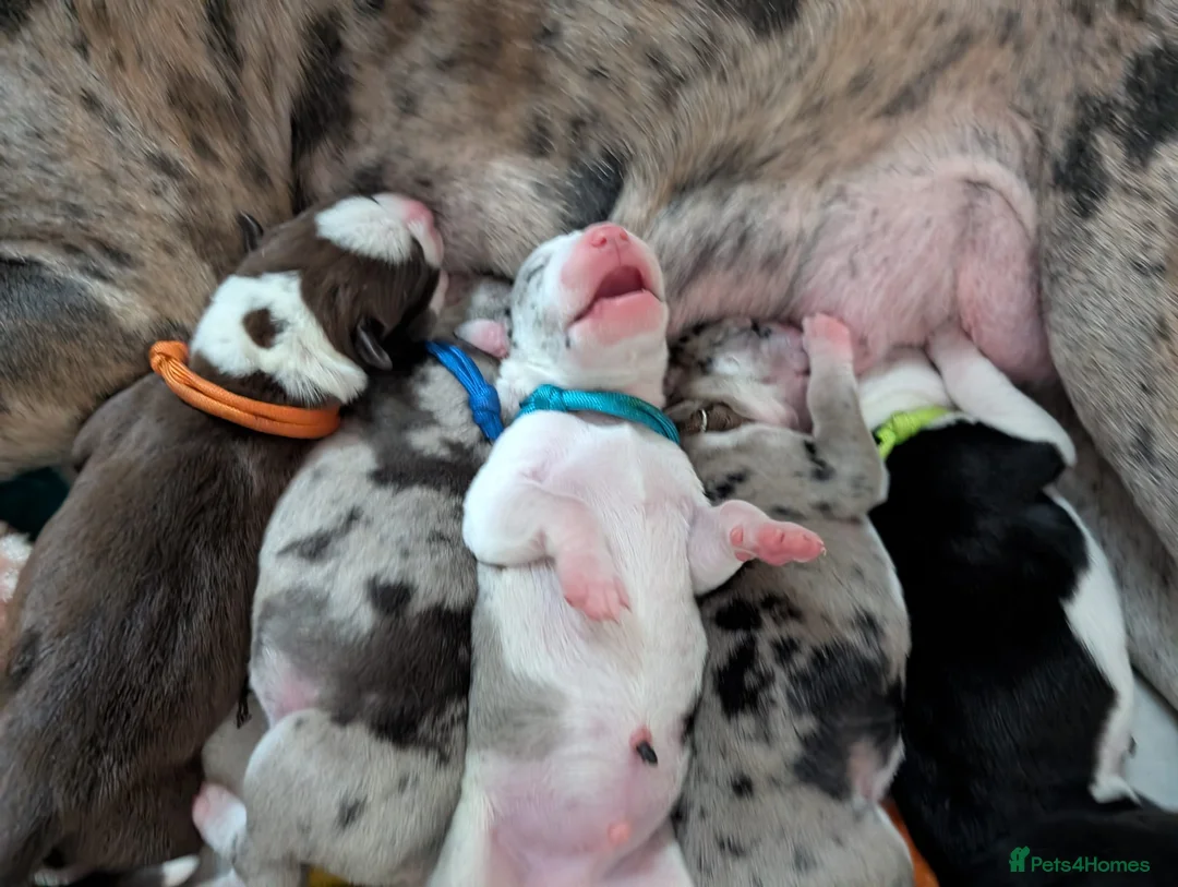 Mixed Breed dogs for sale: Boradore bully puppies for sale  - Advert 1