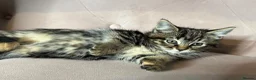 Mixed Breed cats for sale: Part Maine Coon kitten, ready - Advert 2