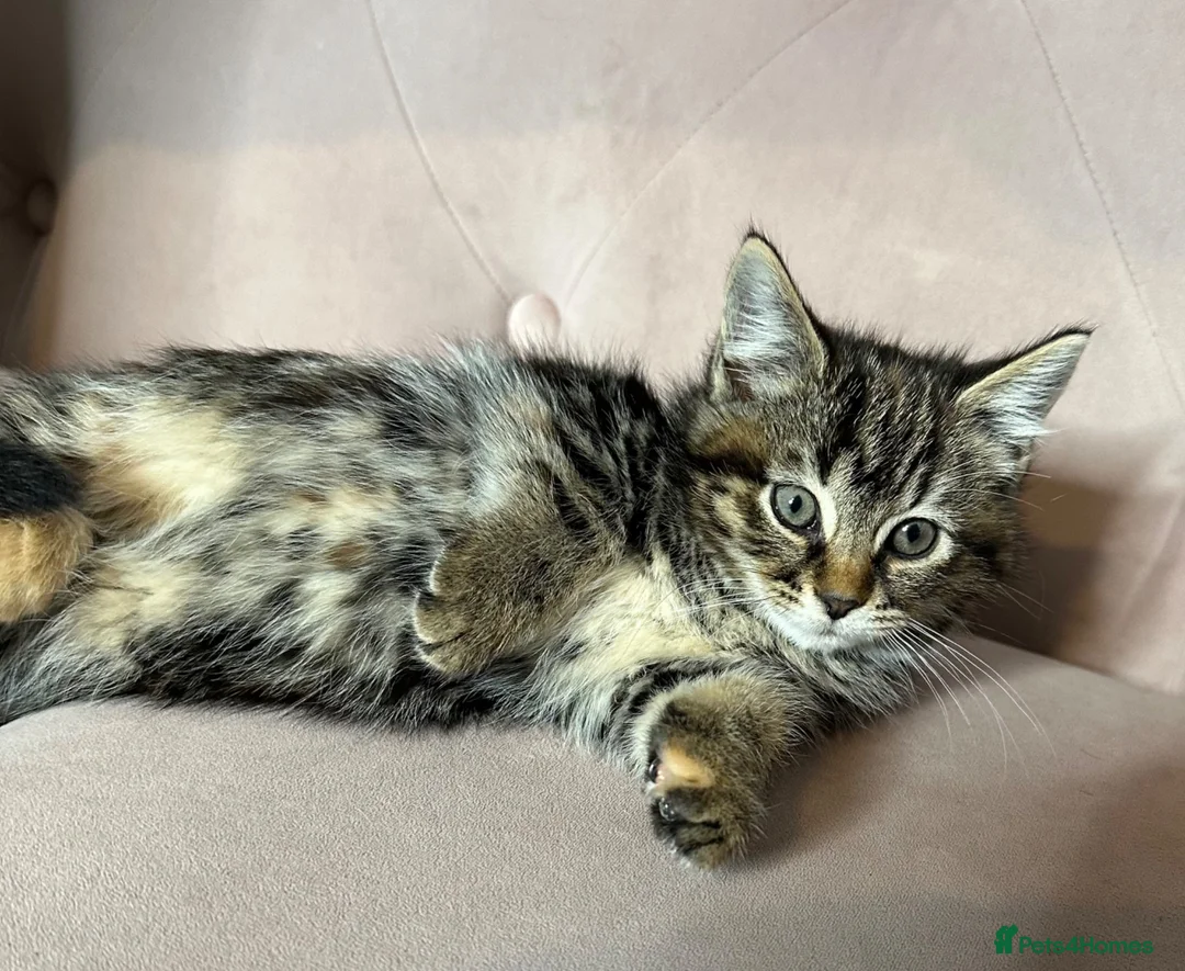 Mixed Breed cats for sale: Part Maine Coon kitten, ready - Advert 2