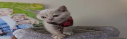 British Shorthair cats for sale: GCCF registered cream and lilac BSH - Advert 7