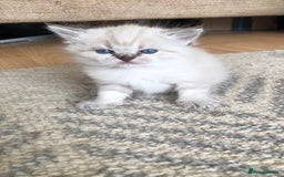 Siberian cats for sale: Adorable Siberian Neva Kittens - Image 2