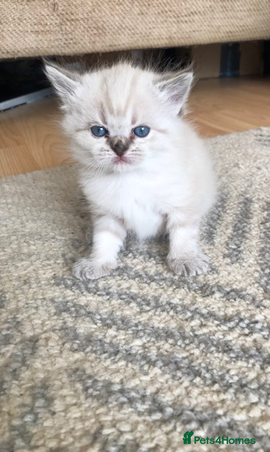 Siberian cats for sale: Adorable Siberian Neva Kittens - Image 2