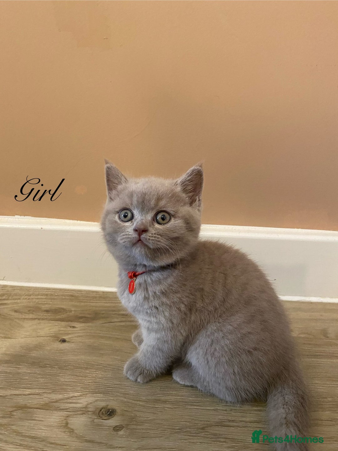 British Shorthair cats for sale: 💎 lilac British Shorthair kittens for reserve ✨ - Image 3
