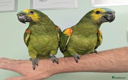 Mixed Breed birds for sale: It's a Birds Thing!!! - Image 4