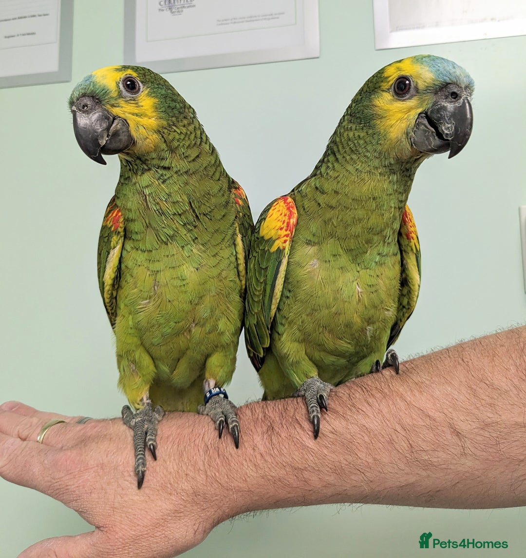 Mixed Breed birds for sale: It's a Birds Thing!!! - Image 4