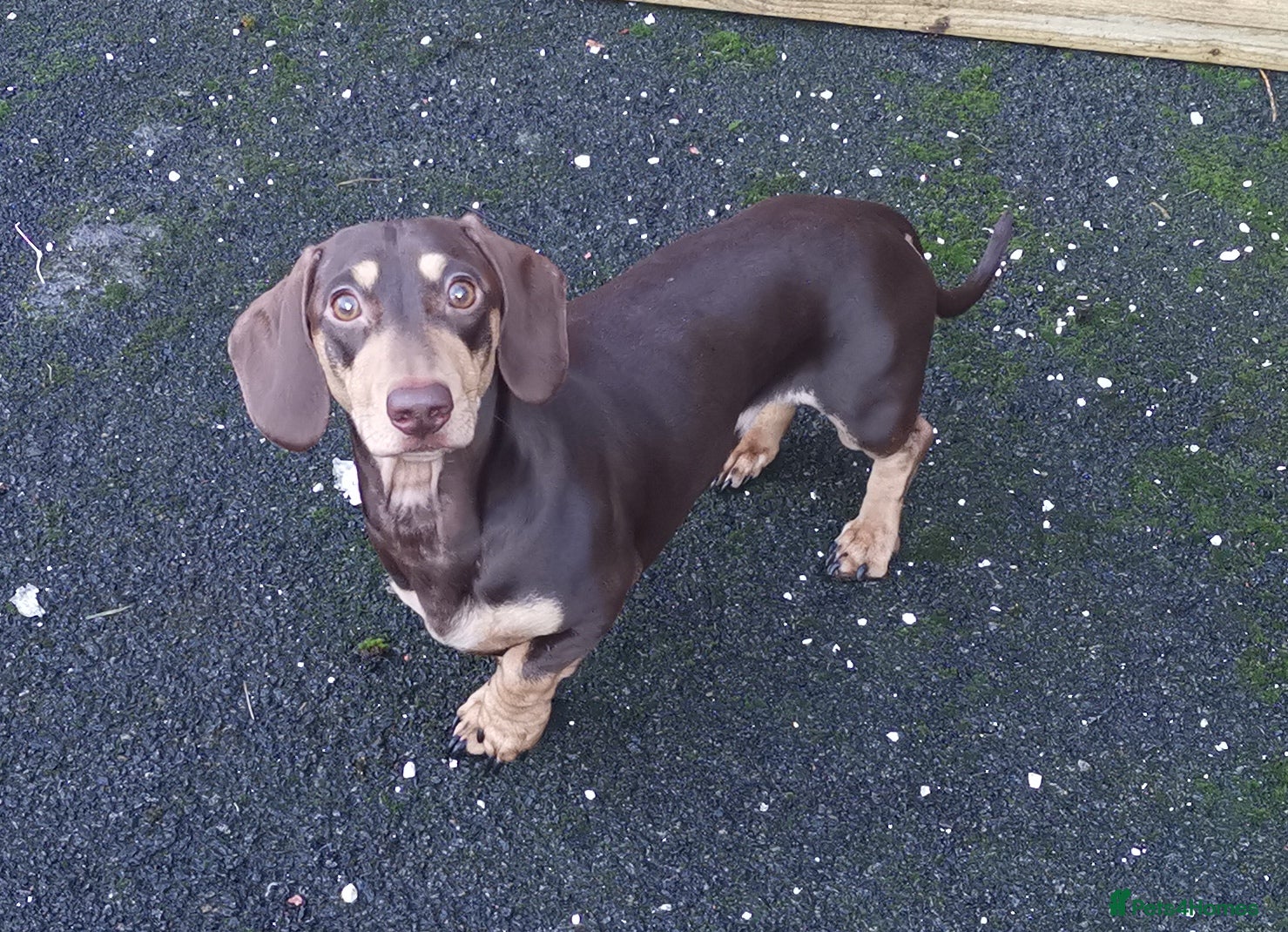 Dachshund dogs Harley (kleinartemis apollo) kc name  in Glasgow - Advert 5