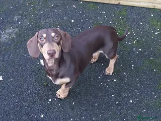 Dachshund dogs Harley (kleinartemis apollo) kc name in Glasgow - Advert 1
