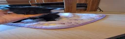 Mixed Breed cats for sale: 2 Boys ready to leave 18th May  - Advert 24