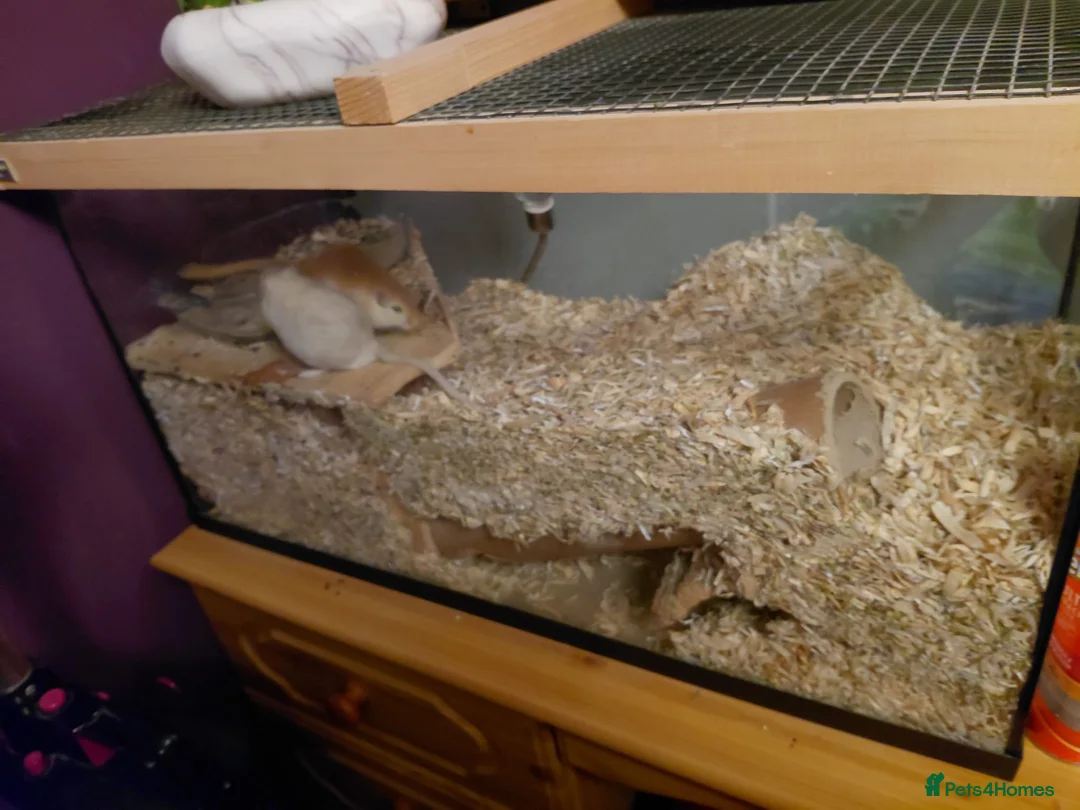 Gerbil rodents for sale: 2x male gerbils and tank  - Advert 2