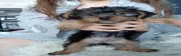 Chorkie dogs for sale: 5 beautiful Chorkie pups ready to go now 4g 1 boy - Advert 15