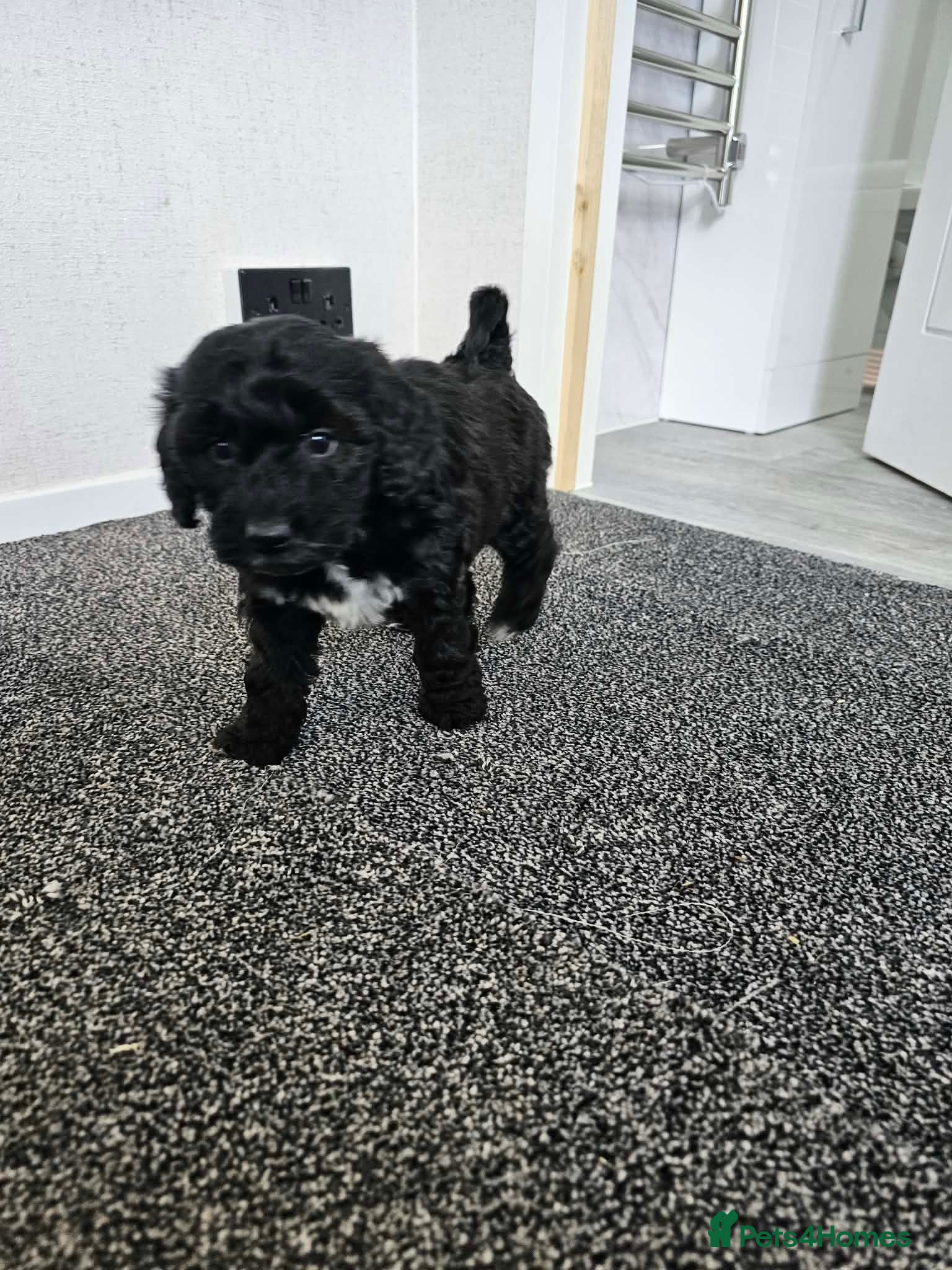 Cockapoo dogs F2 show cockapoo puppies 2 girls READY NOW - Advert 2