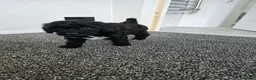 Cockapoo dogs for sale: F2 show cockapoo puppies 2 girls READY NOW - Advert 8
