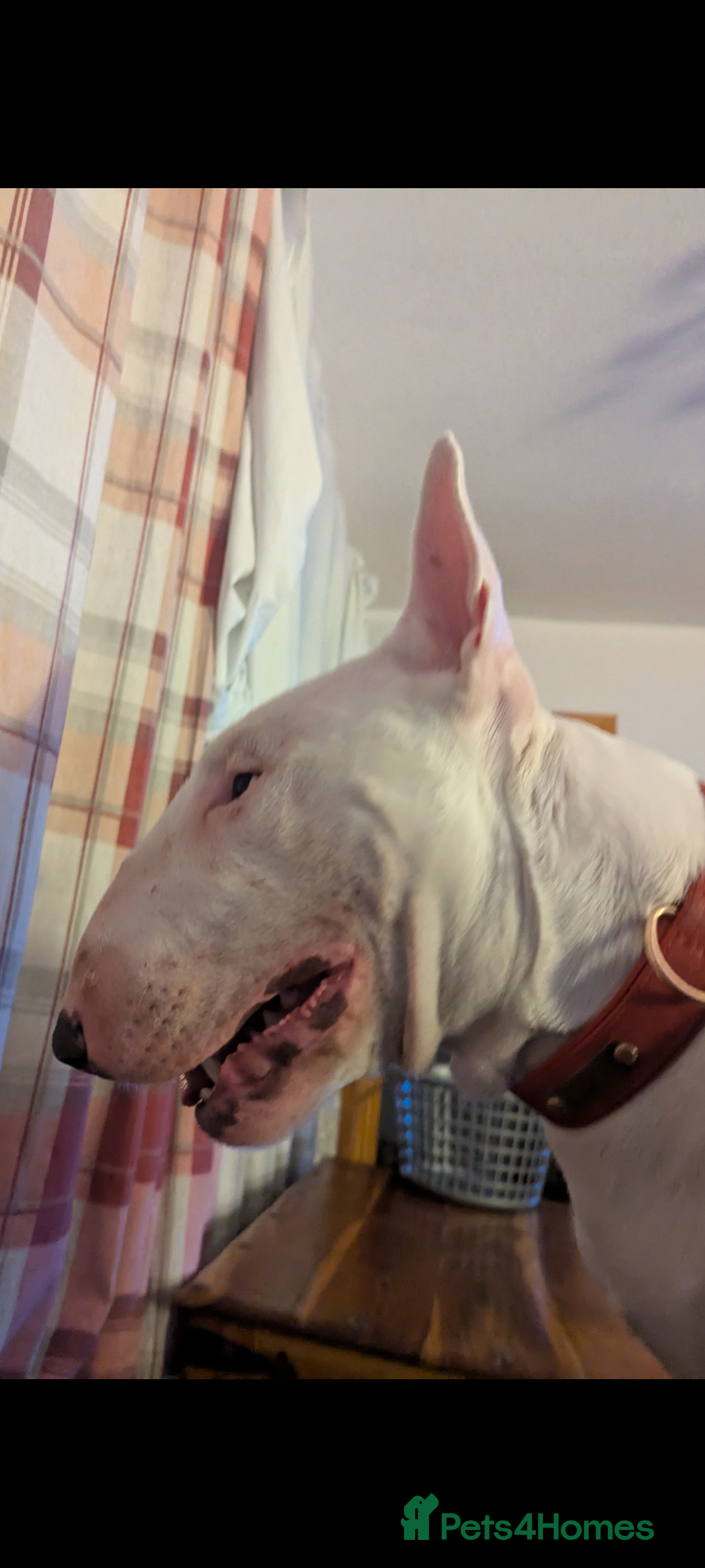 English Bull Terrier dogs for stud: English Bull terrier All white  - Advert 4