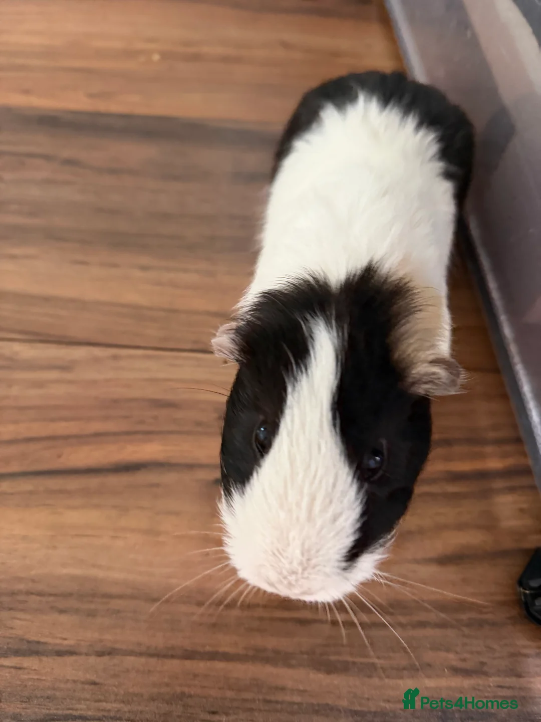 English rabbits for sale: 2 male guinea pigs - Advert 1